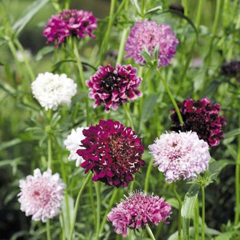 Scabiosa, Beauty Mix