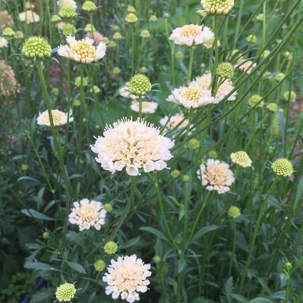 Fata Morgana Scabiosa, organic, open pollinated, cut flower