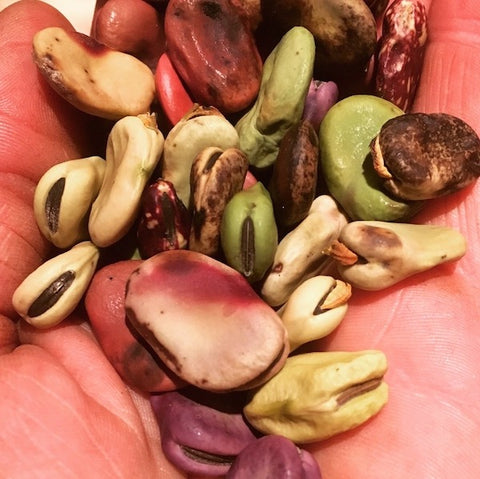 Beans, Fava, Andean Mix