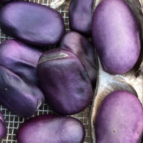 Beans, Fava, Bolivian Purple