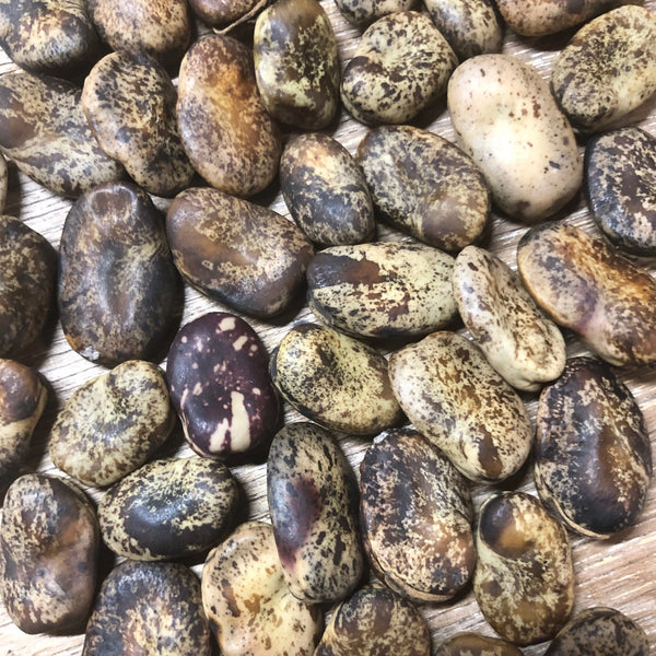 Beans, Fava, Brown Speckled