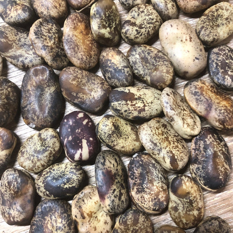 Beans, Fava, Brown Speckled