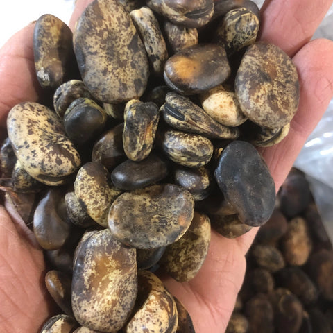 Beans, Fava, Brown Speckled