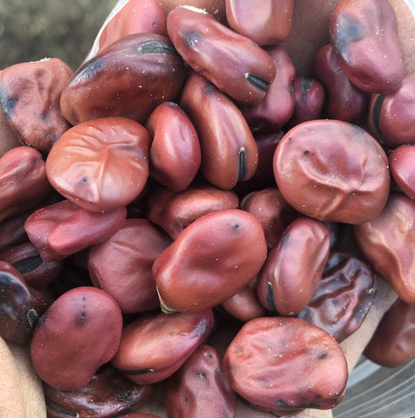 Copper Fava Bean, organic, open pollinated