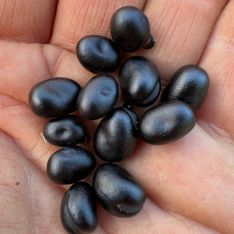 Beans, Fava, Midnight Black