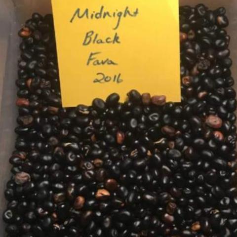 Beans, Fava, Midnight Black Siskiyou Seeds