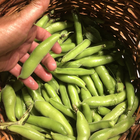 Beans, Fava, Andean Mix