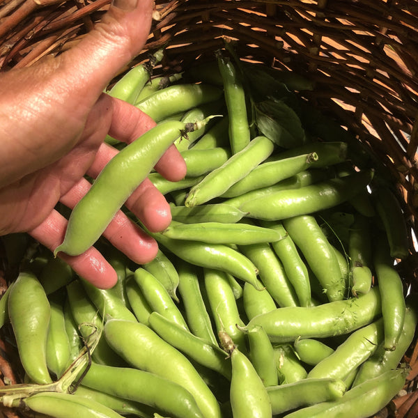 Beans, Fava, Gold