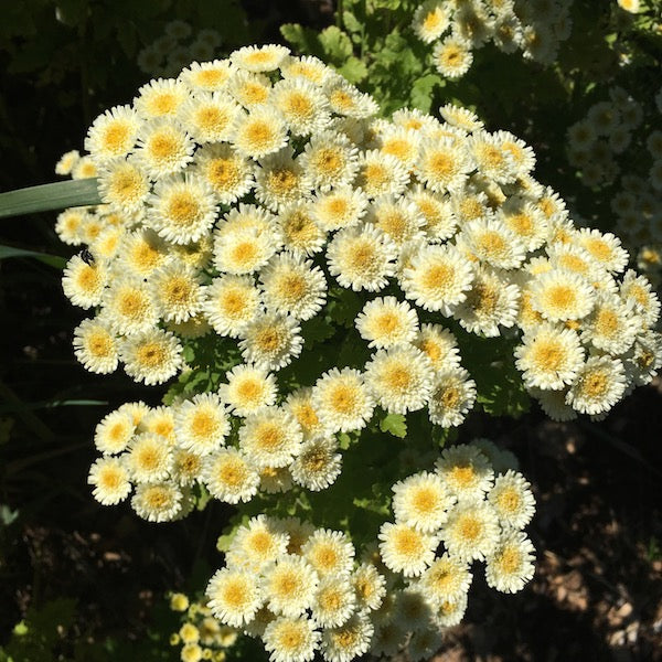 Yellow Magic Feverfew, organic, open pollinated, cut flower