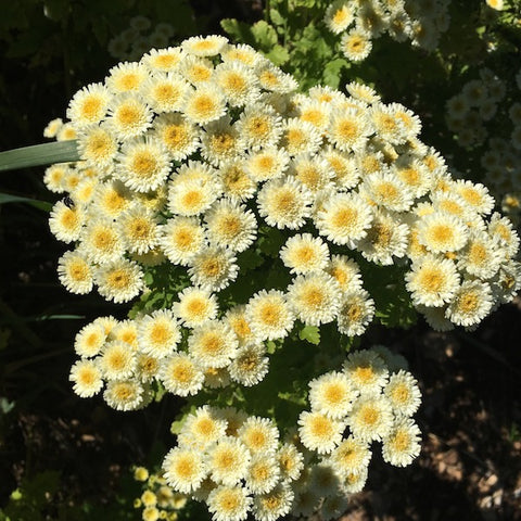 Feverfew, Magic Yellow