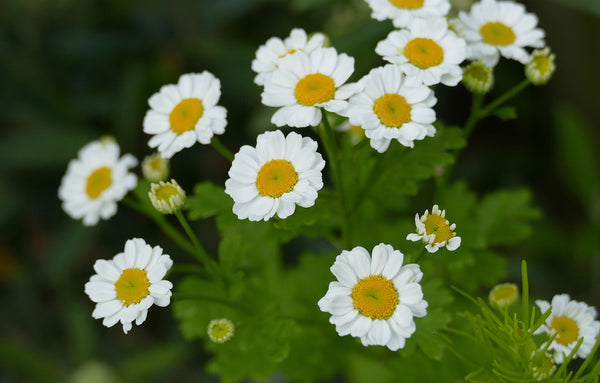 feverfew flower seeds Feverfew