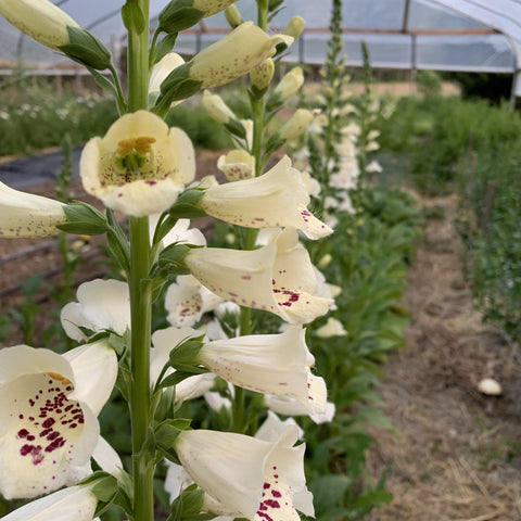 Foxglove Mix