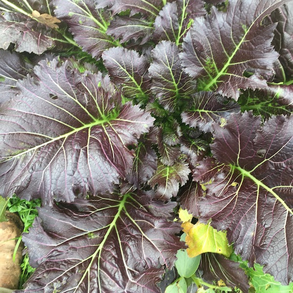 Frilled Dragon Magma Mustard, organic, open pollinated 
