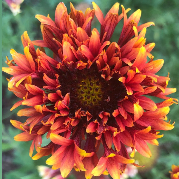 Gaillardia, Sundance