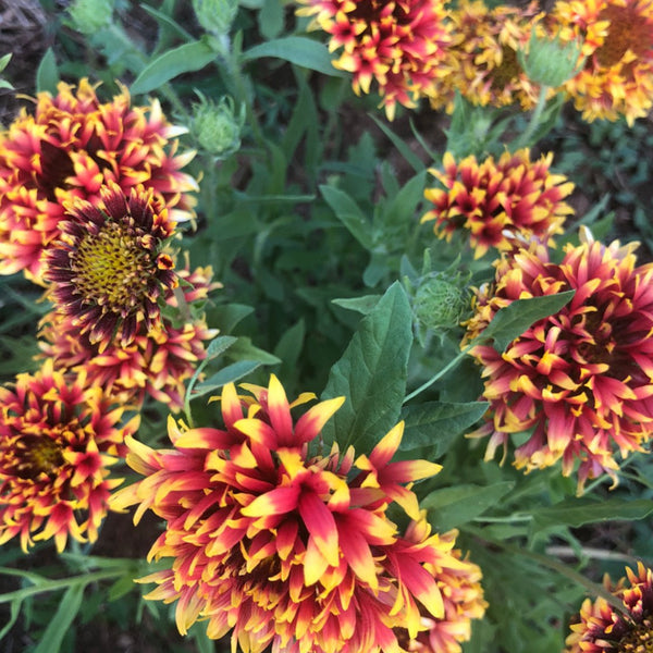 Gaillardia, Sundance