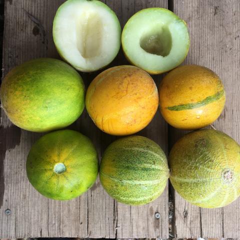 Galina Melon, organic, open pollinated