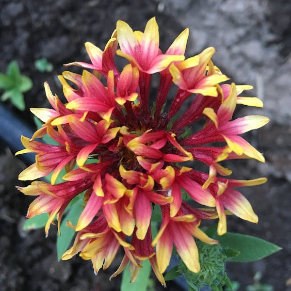 Gaillardia, Sundance, organic, open pollinated