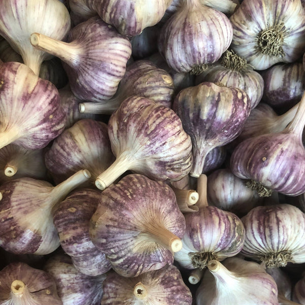 Garlic, Basque