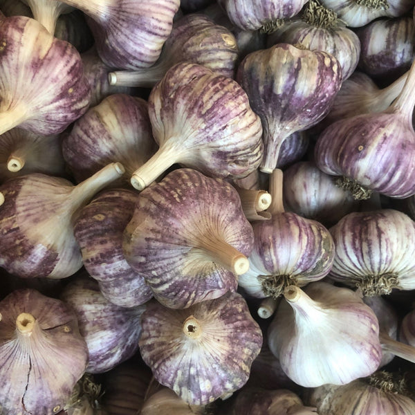 Garlic Sampler, Hardneck