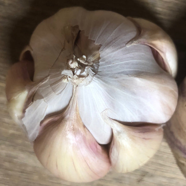 Garlic, Inchelium Red