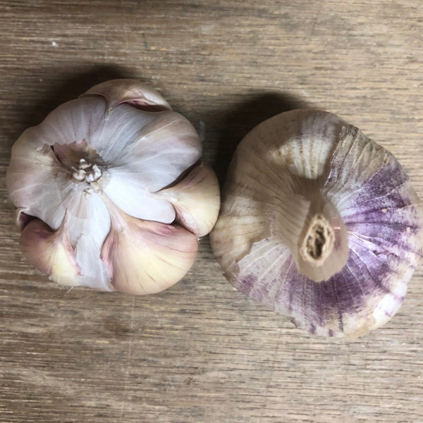 Garlic, Inchelium Red