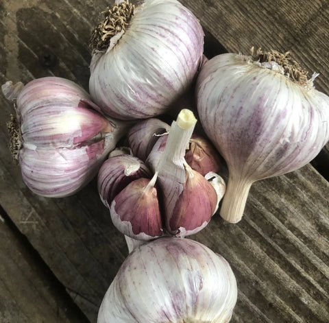 Garlic, Pyongyang