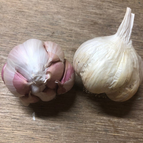 Garlic, Silver Rose