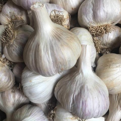 Garlic, German White