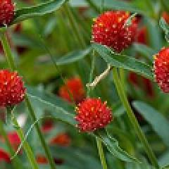 Globe Amaranth, Strawberry Fields