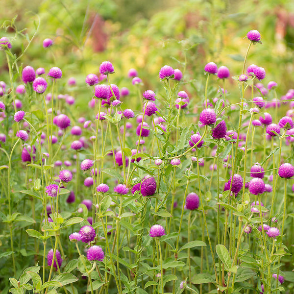 Gomphrena, Rose Bicolor, organic, open pollinated, cut flower