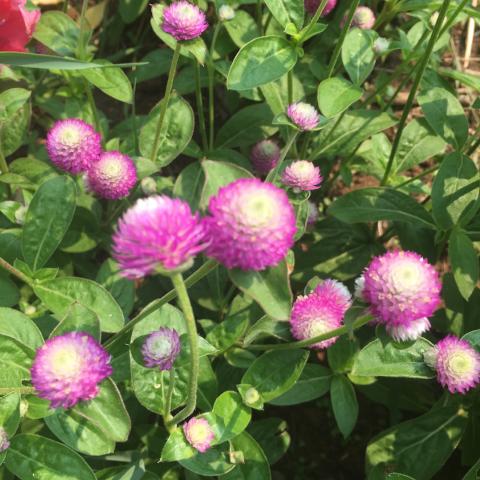 Globe Amaranth, Rose Bi-Color