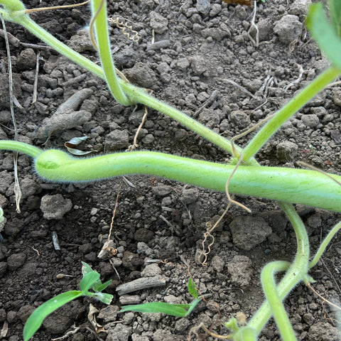 Gourd, Cucuzzi