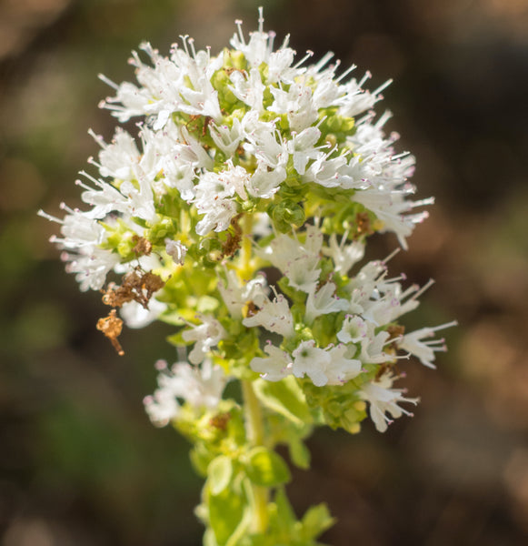Oregano, Greek