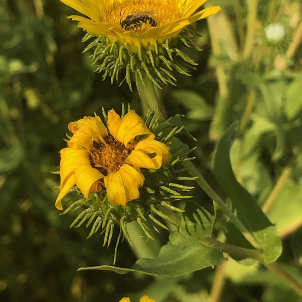 Grindelia