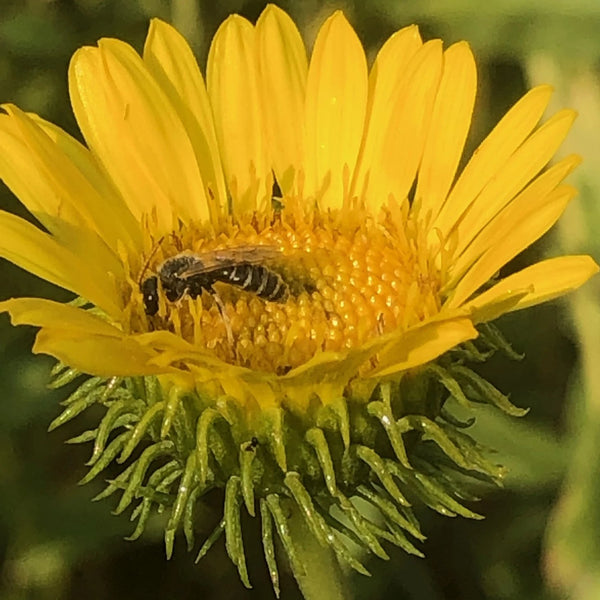 Grindelia