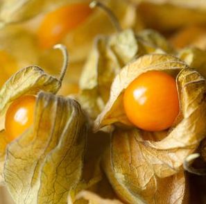 Aunt Molly's Ground Cherry, organic, open pollinated