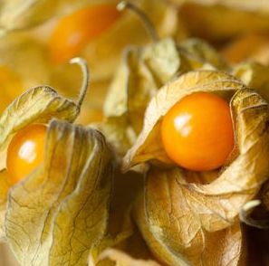 Ground Cherry, Aunt Molly’s