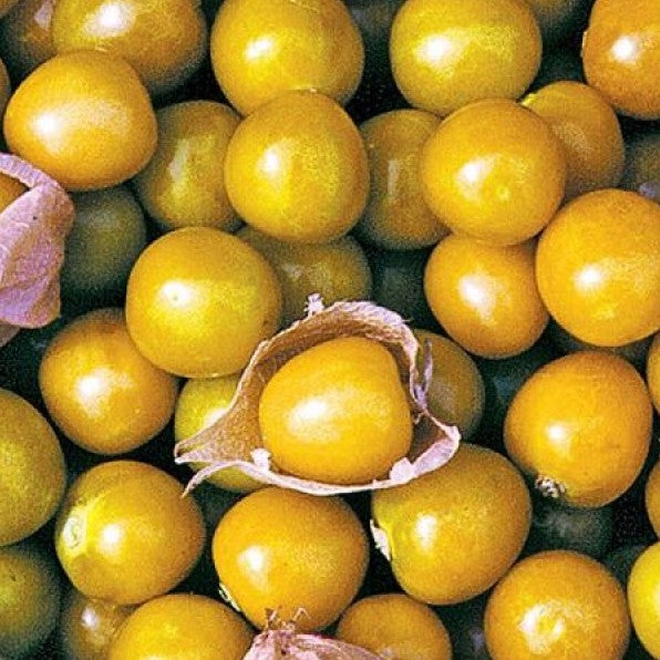 Aunt Molly's Ground Cherry, organic, open pollinated