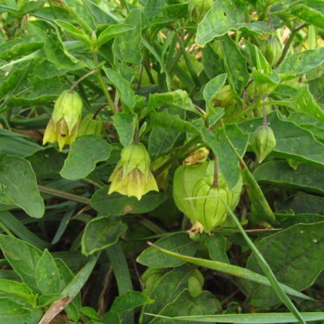 Aunt Molly's Ground Cherry, organic, open pollinated