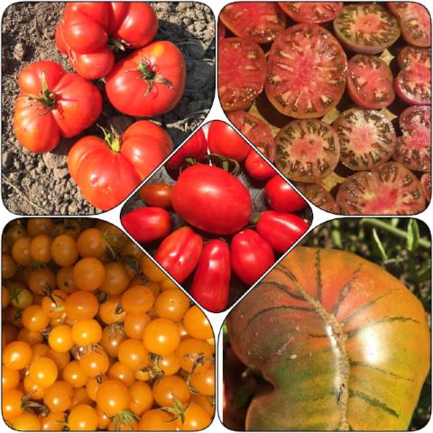 Tomato, Siskiyou Slicer