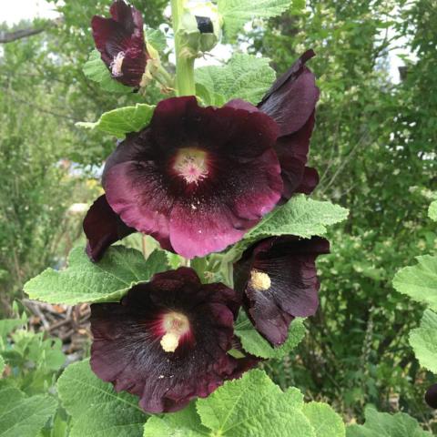 Hollyhock, Jet Black