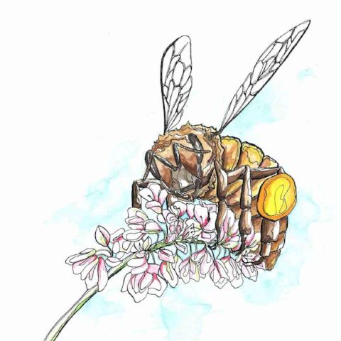 Pollinator Mix, Annual Early Flowering/ Cool Season