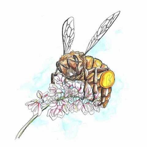 Pollinator Mix, Annual Late Season