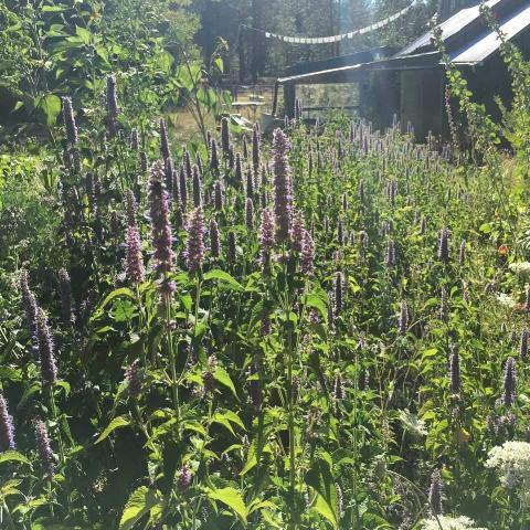 Licorice Mint, organic, open pollinated, herbs