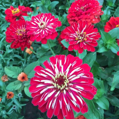 Zinnia, Scarlet