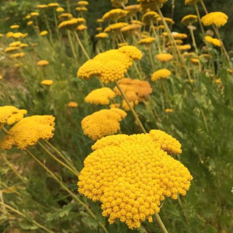 Yarrow, Golden