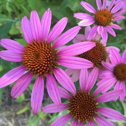 Echinacea purpurea