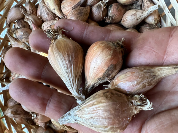 Shallots, French Grey