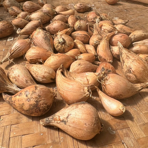 Shallots, French Grey