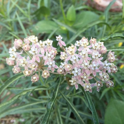 Milkweed, Narrow Leaf